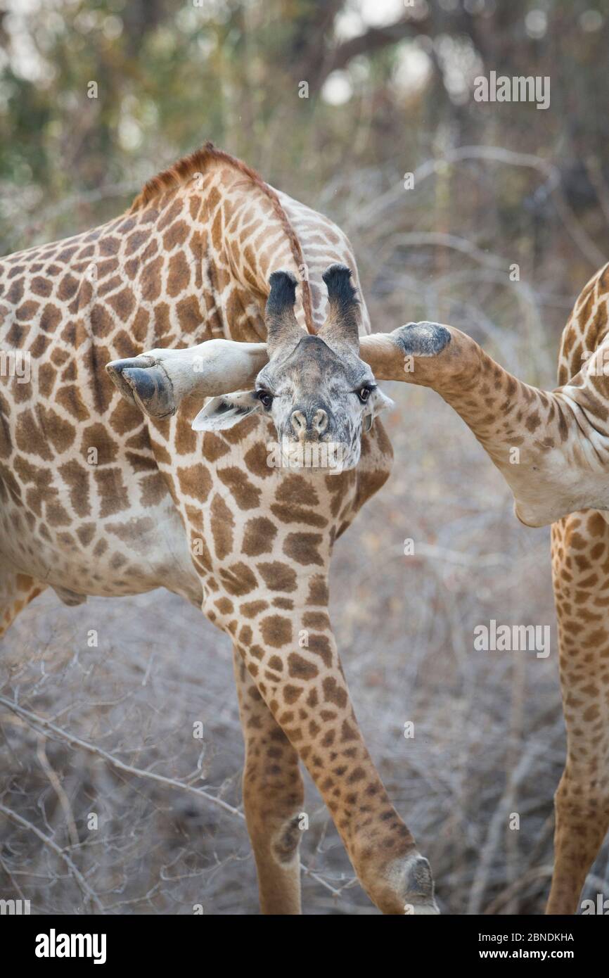 Due giraffe (Giraffa camelopardalis) gamba anteriore di una che spinge verso il basso sul collo dell'altro, Luangwa meridionale, Zambia. Ottobre. Foto Stock