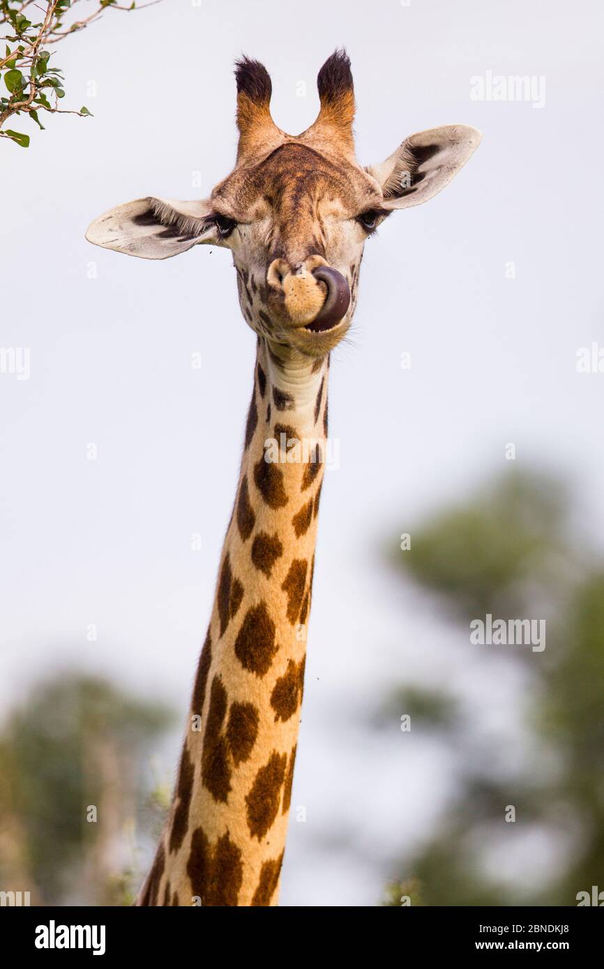 Rhodesian / Thornicroft giraffe (Giraffa camelopardalis thornicrofti) leccando il naso, South Luangwa National Park, Zambia, marzo. Foto Stock