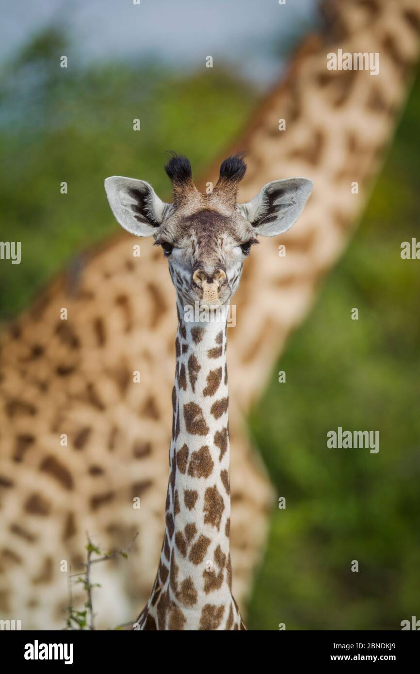 Rhodesian / Thornicroft giraffe (Giraffa camelopardalis thornicrofti) bambino con adulto dietro, South Luangwa National Park, Zambia, aprile. Foto Stock