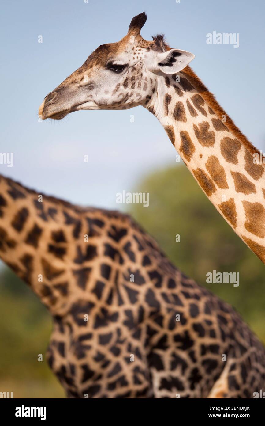 Due giraffe rodesiane/Thornicroft (Giraffa camelopardalis thornicrofti) Parco Nazionale di Luangwa Sud, Zambia, aprile. Foto Stock