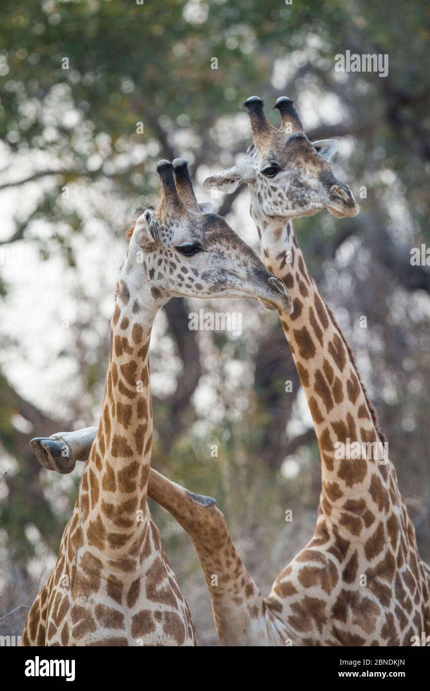 Due giraffe (Giraffa camelopardalis) una con gamba anteriore poggiata sul collo dell'altra, Luangwa meridionale, Zambia. Ottobre. Foto Stock