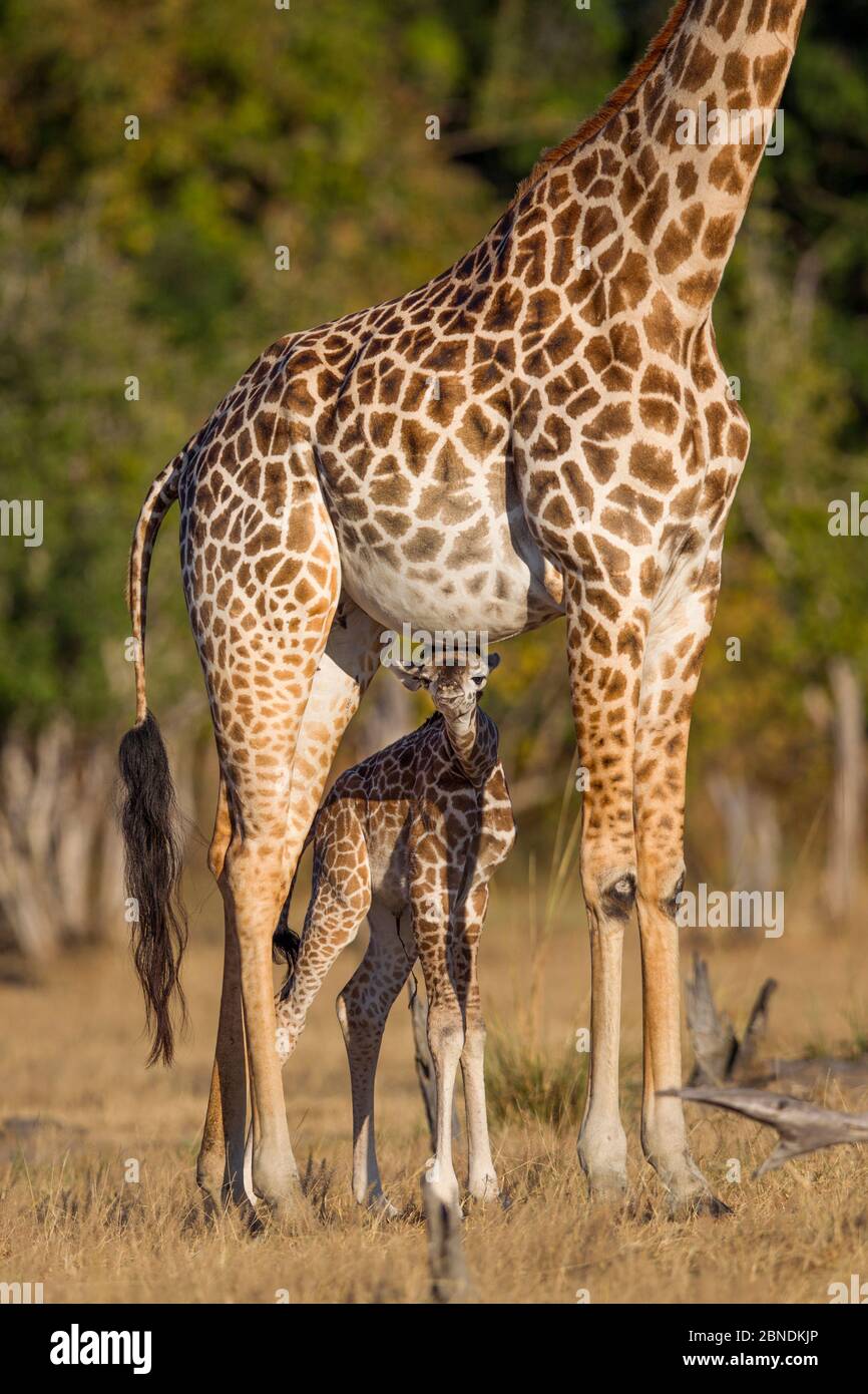 Rhodesian / Thornicroft giraffe (Giraffa camelopardalis thornicrofti) bambino tra le gambe della madre, South Luangwa National Park, Zambia, maggio. Foto Stock