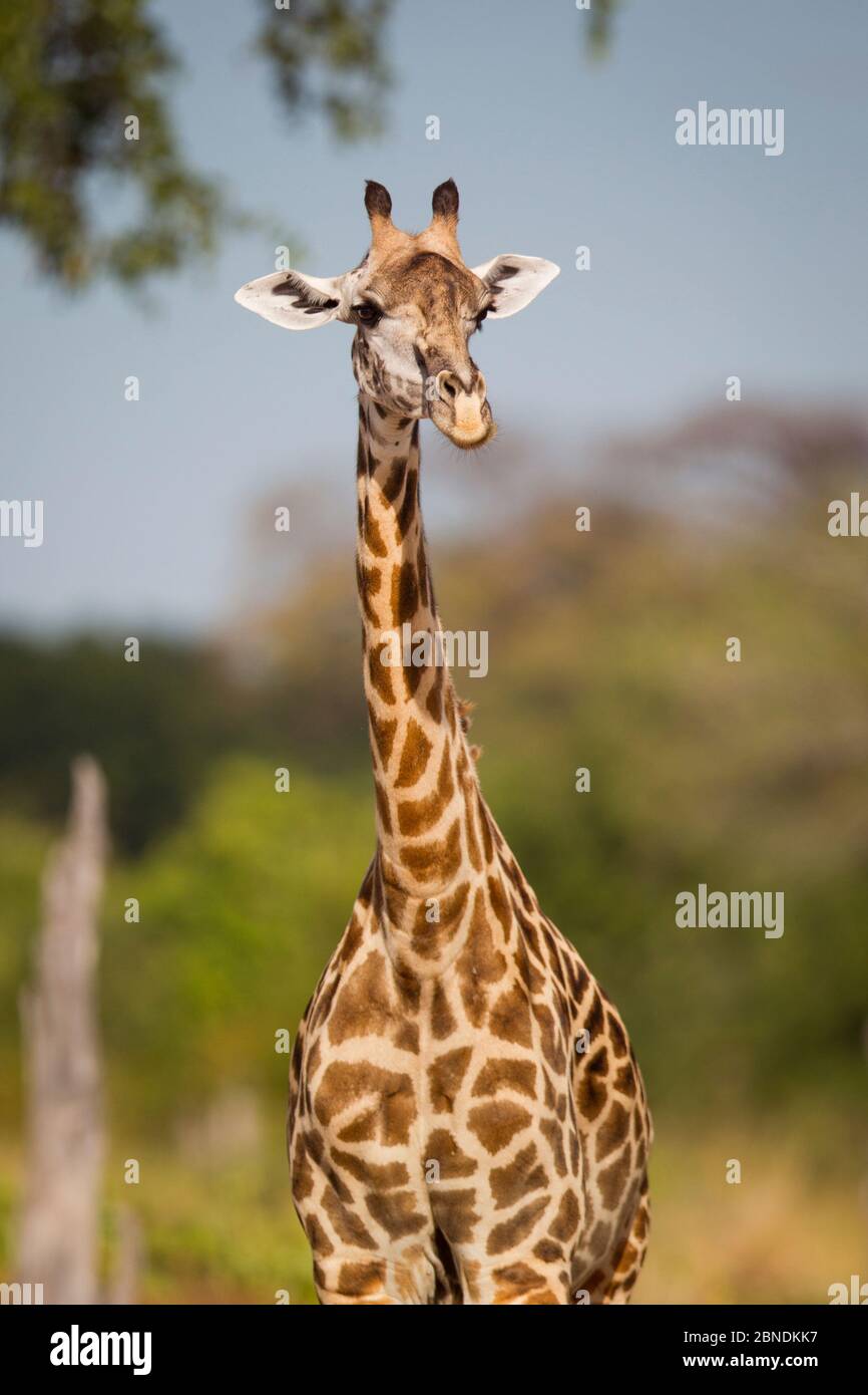 Rhodesian / Thornicroft giraffe (Giraffa camelopardalis thornicrofti) ritratto, South Luangwa National Park, Zambia, aprile. Foto Stock
