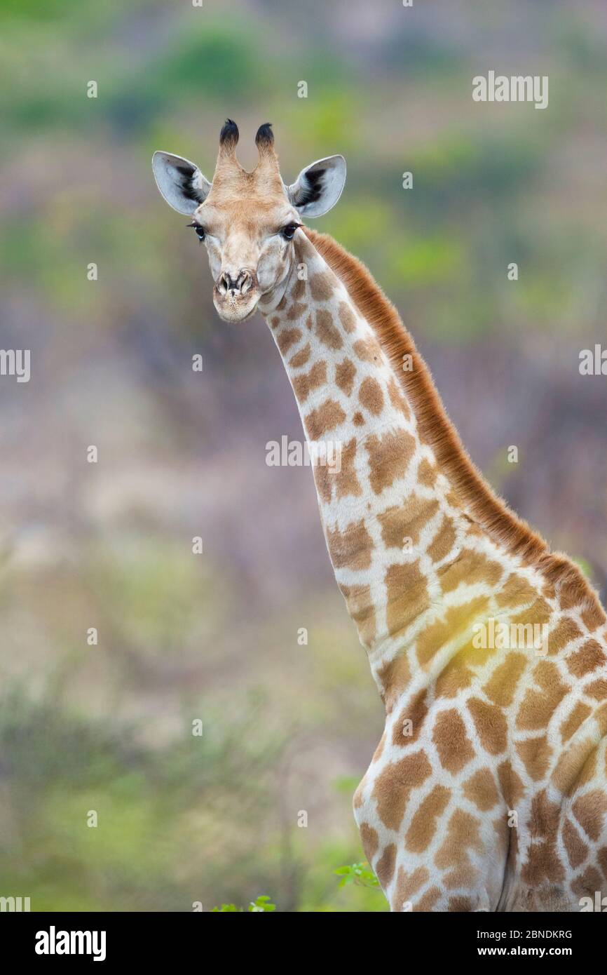 Giraffa giovane (Giraffa camelopardalis) ritratto in giorno di overcast. Riserva di Mashatu, Botswana. Foto Stock