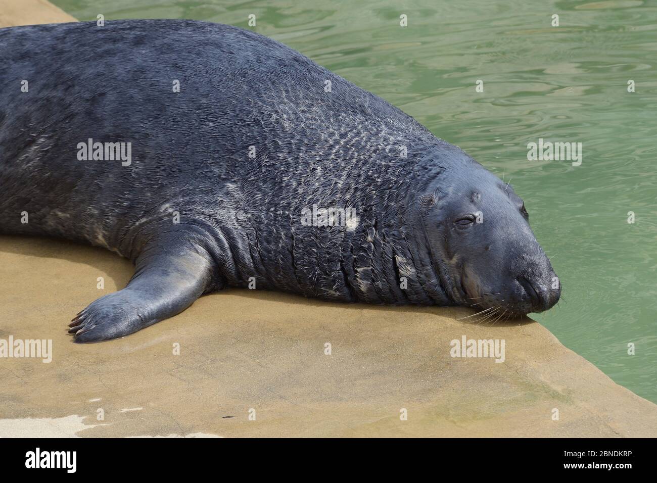 Adulto maschio Gray Seal (Halichoerus grypus) 'Yulelog' che riposa presso una piscina dove è un residente di lungo termine, Cornish Seal Sanctuary, Gweek, Cornovaglia, UK, A. Foto Stock