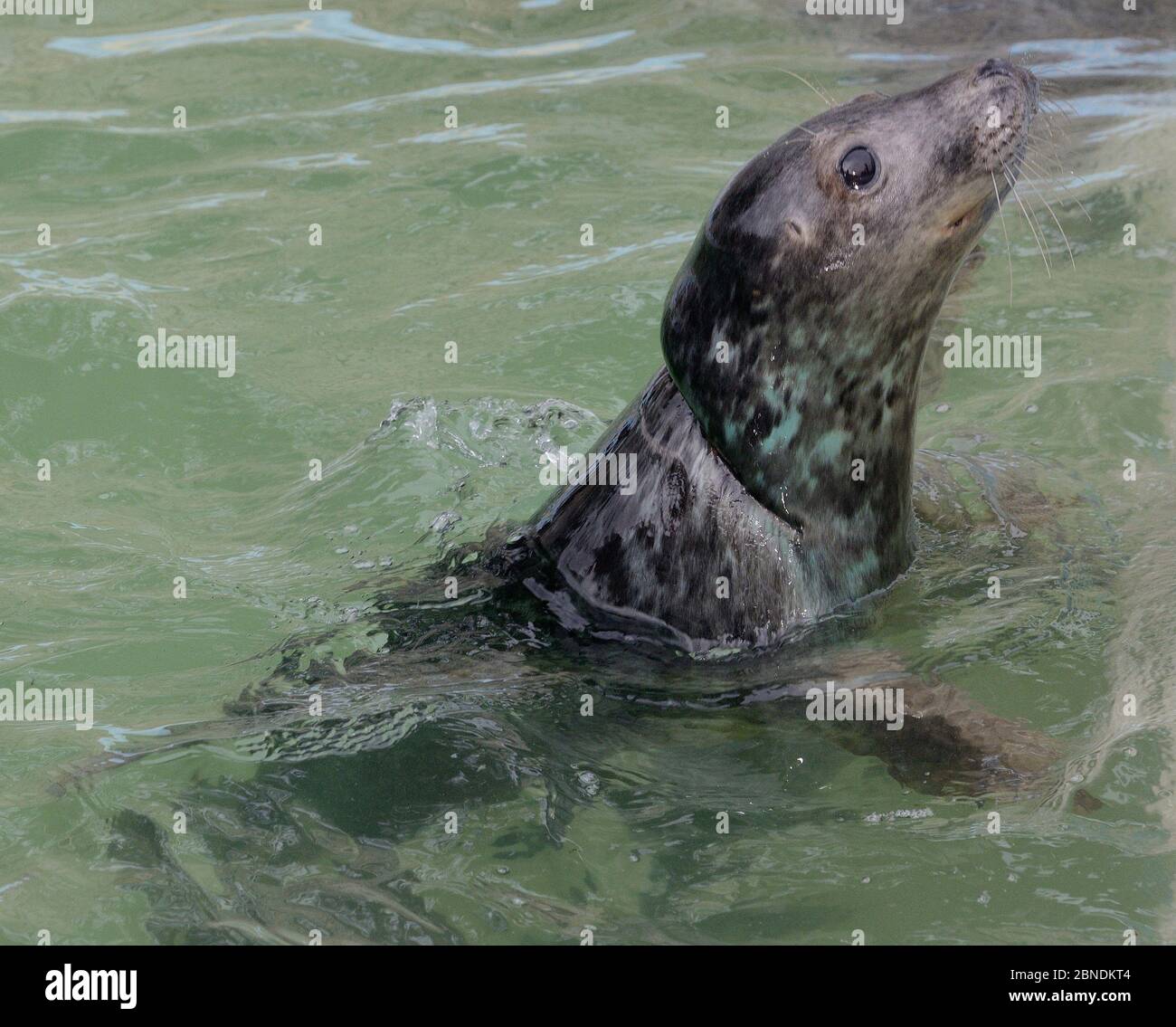 'Iron man' un cucito grigio di foca salvato (Haliichoerus grypus) con gravi lesioni da impigliamento in una rete da pesca, gradualmente guarendo in una convalescenza Foto Stock