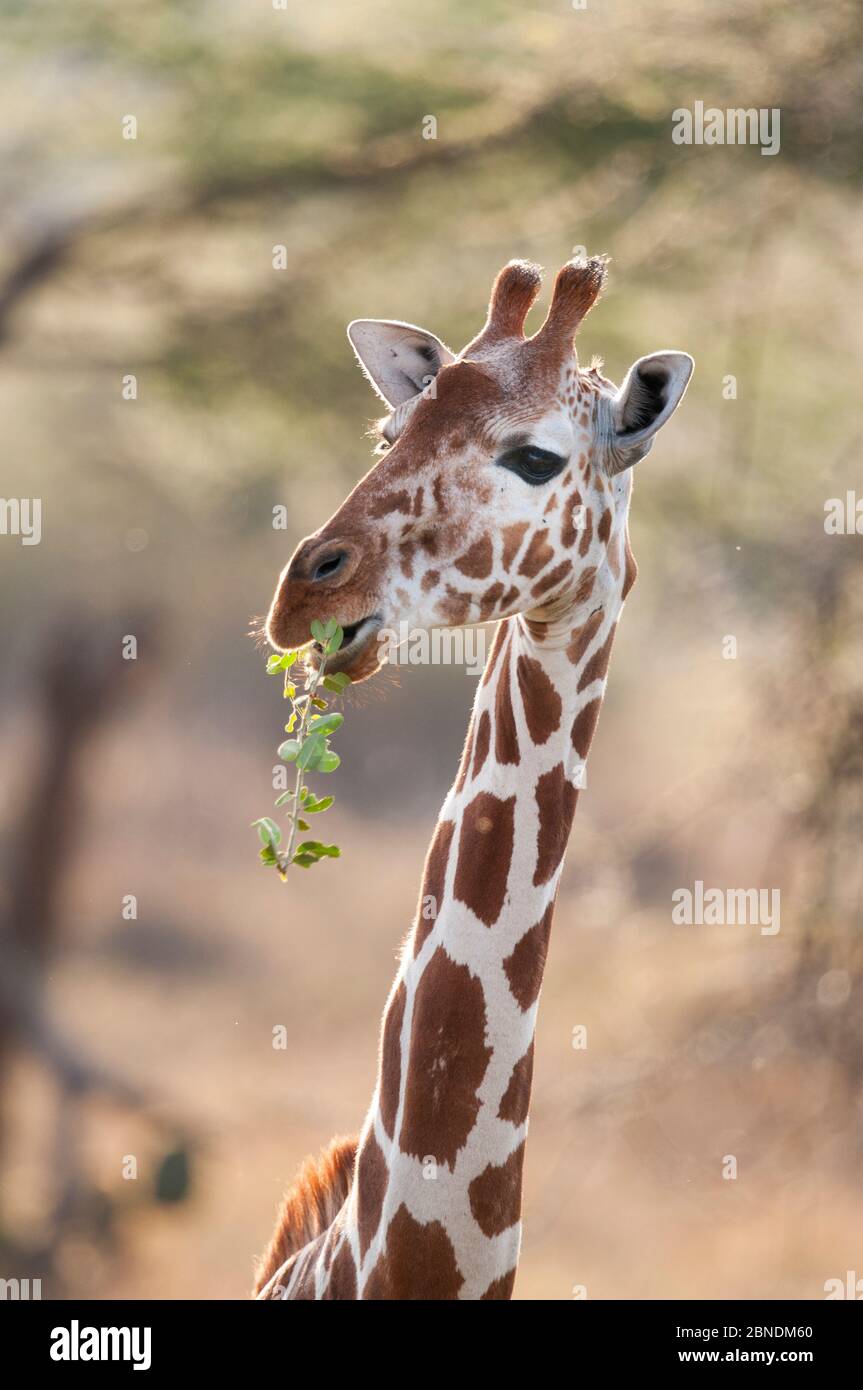 Giraffa reticolata (Giraffa camelopardalis reticulata), masticare. Laikipia, Kenya. Foto Stock