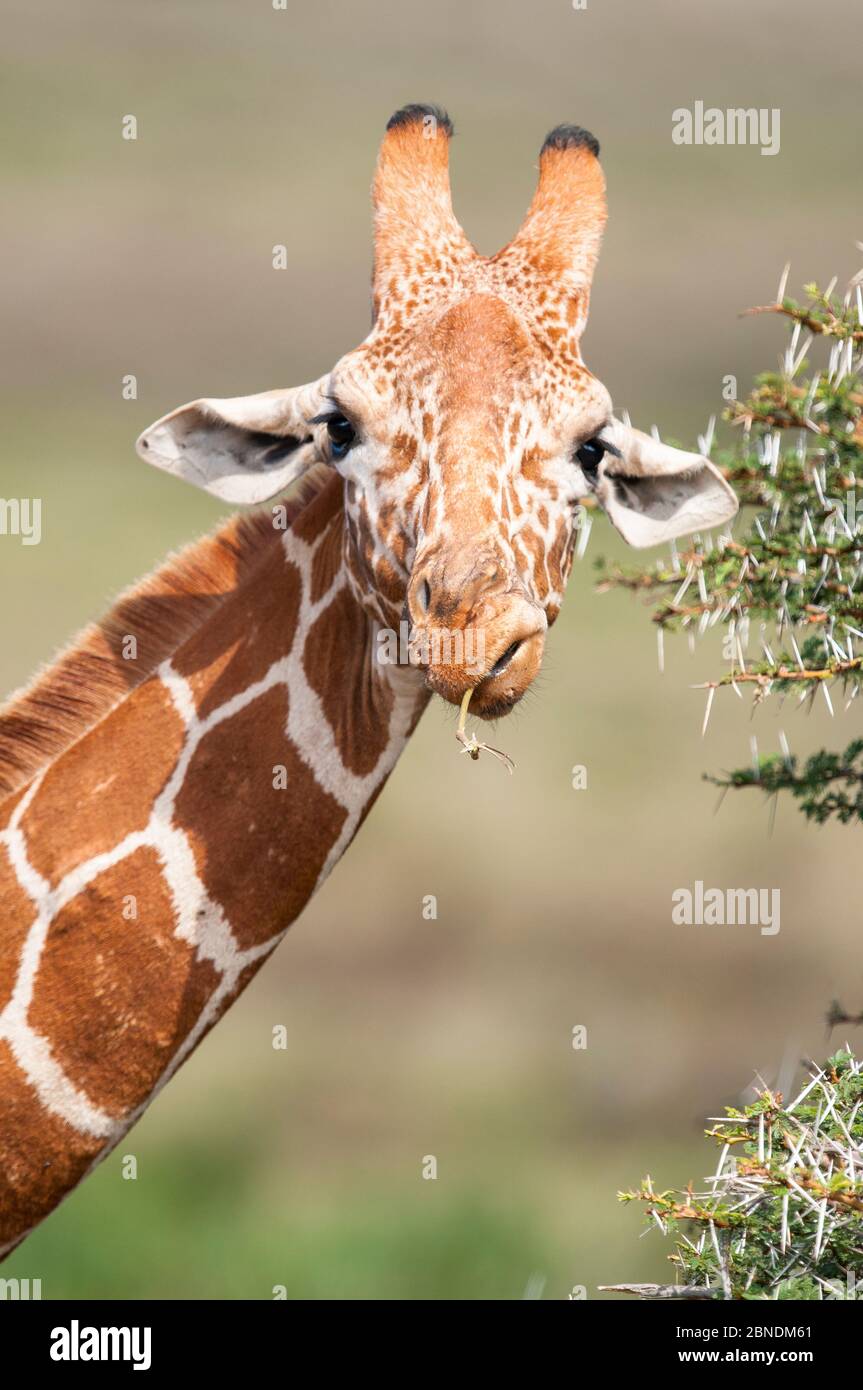 Ritratto di Giraffe reticolata (Giraffa camelopardalis reticulata) masticare. Laikipia, Kenya. Foto Stock