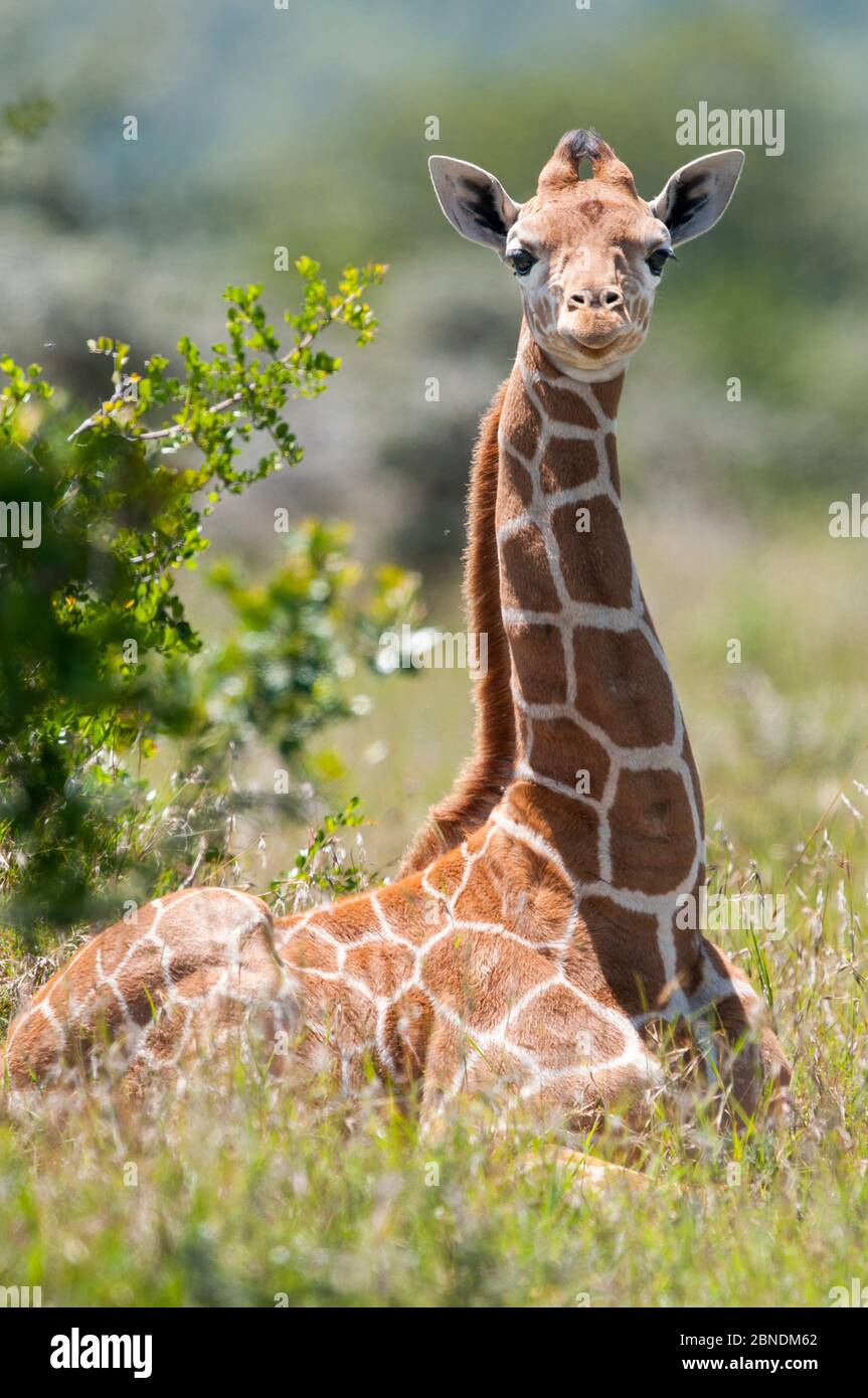 Giraffe (Giraffa camelopardalis reticulata), giovane e reticolata, seduta alla luce del sole. Laikipia, Kenya. Settembre. Foto Stock