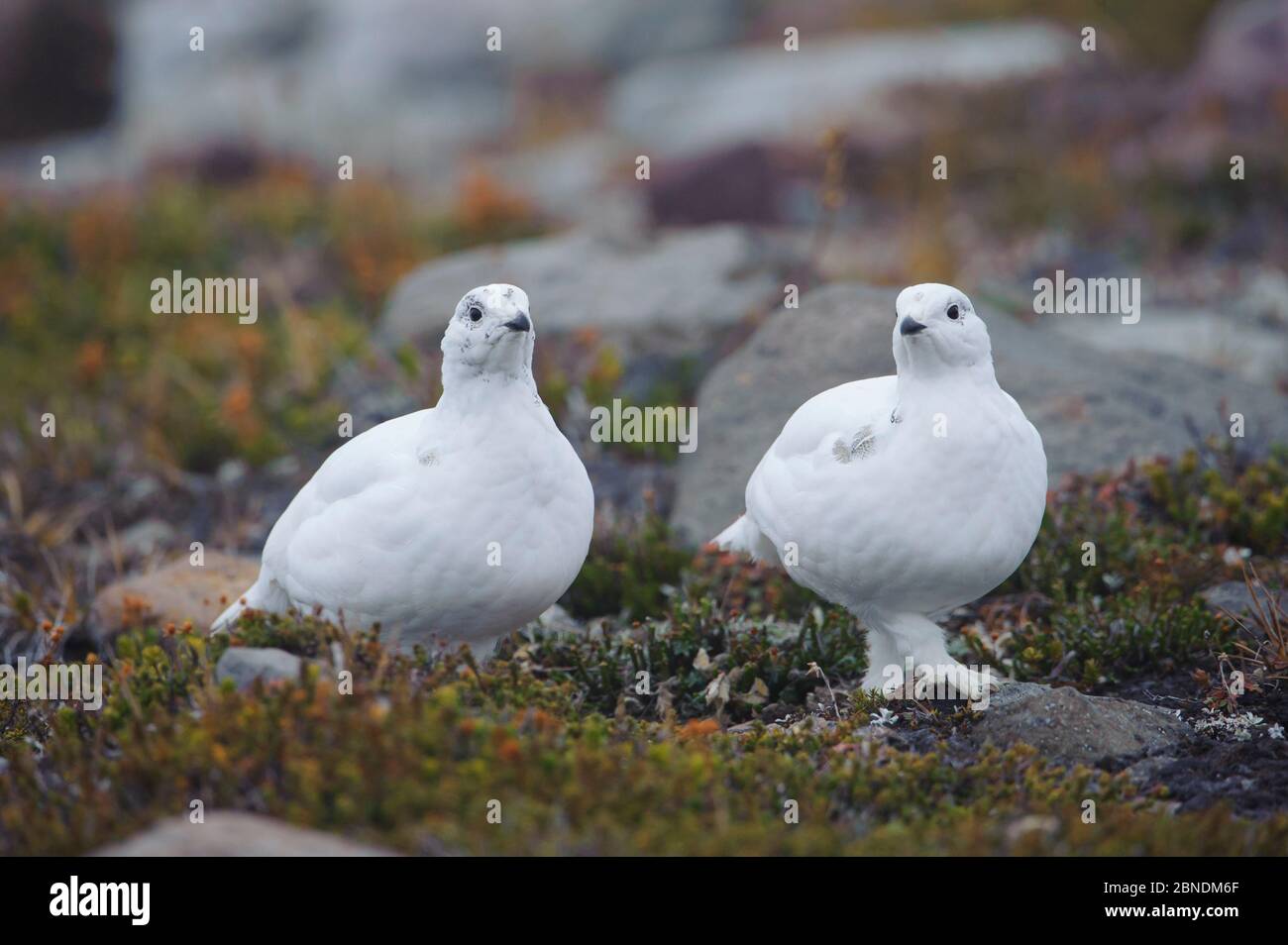 Pernice di pernice (Lagopus leucurus) due in piumaggio invernale. Mount Rainier, Washington, Stati Uniti. Ottobre. Foto Stock