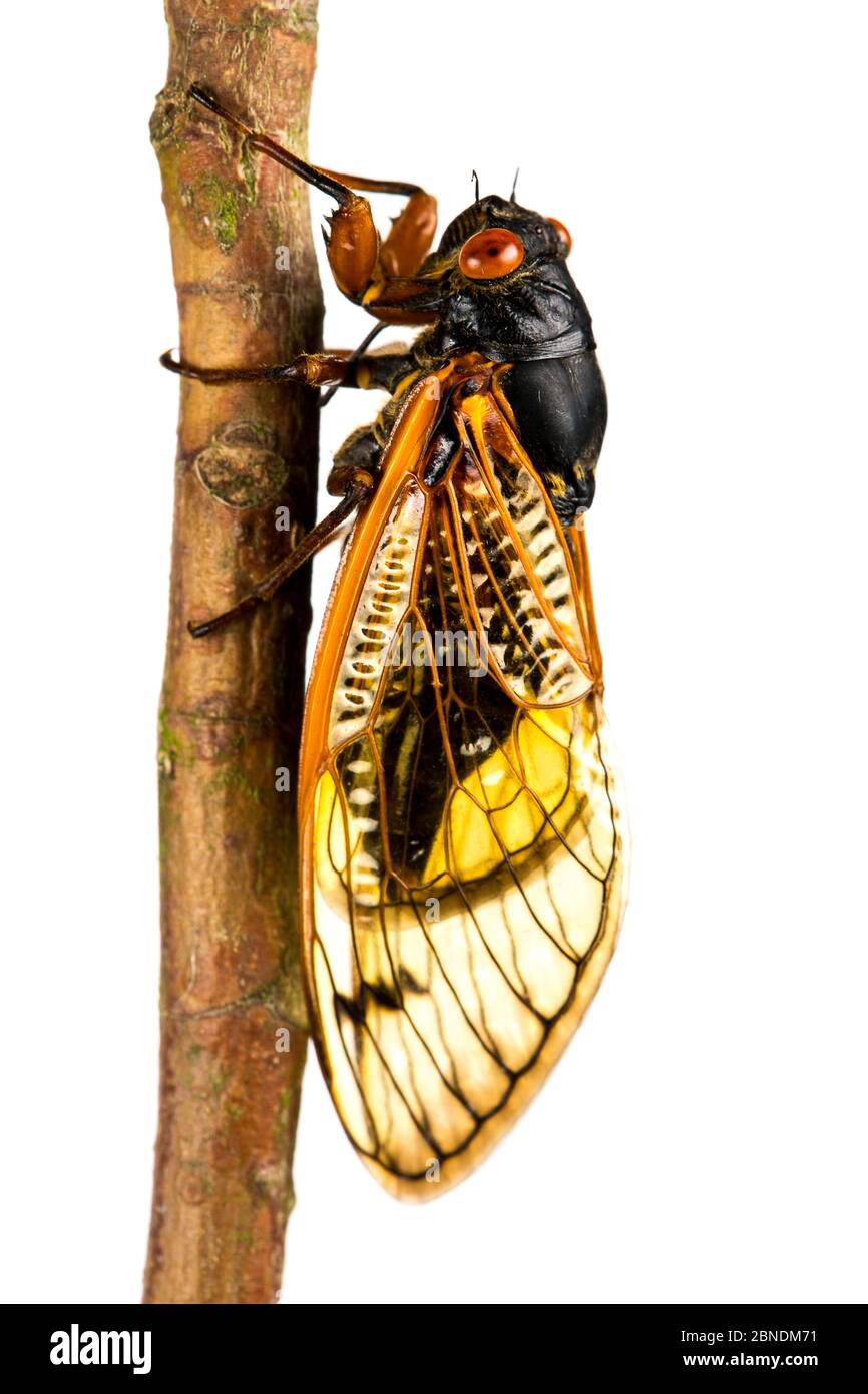 13 anni di cicada periodica (Magicicada tredecim) Oxford, Mississippi, USA. Progetto Meetyourneighbors.net Foto Stock