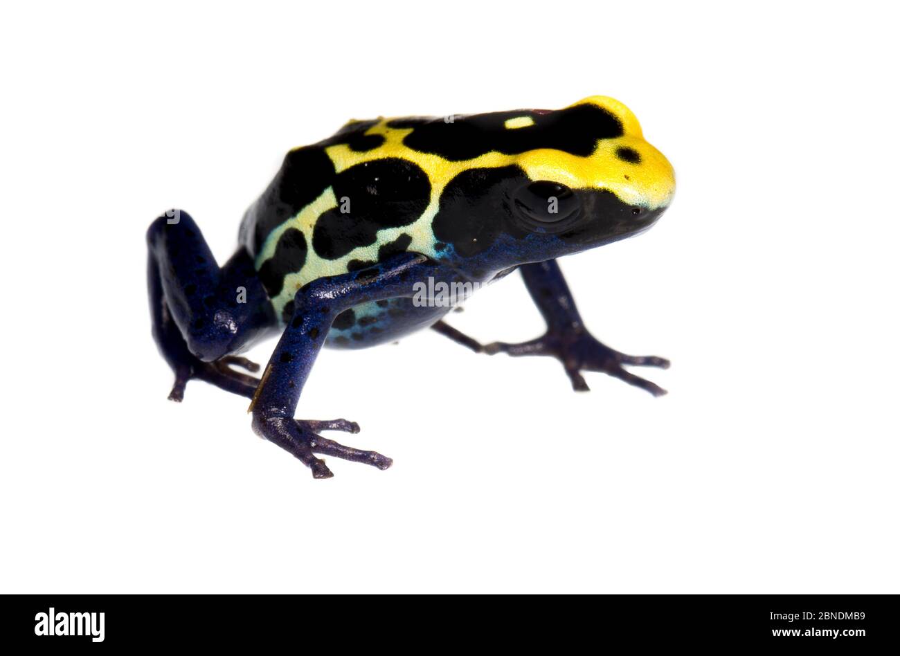 Tyeing Poison Frog (Dendrobates tinctorius) Petit Matoury, progetto Guyana francese Meetyourneighbors.net Foto Stock