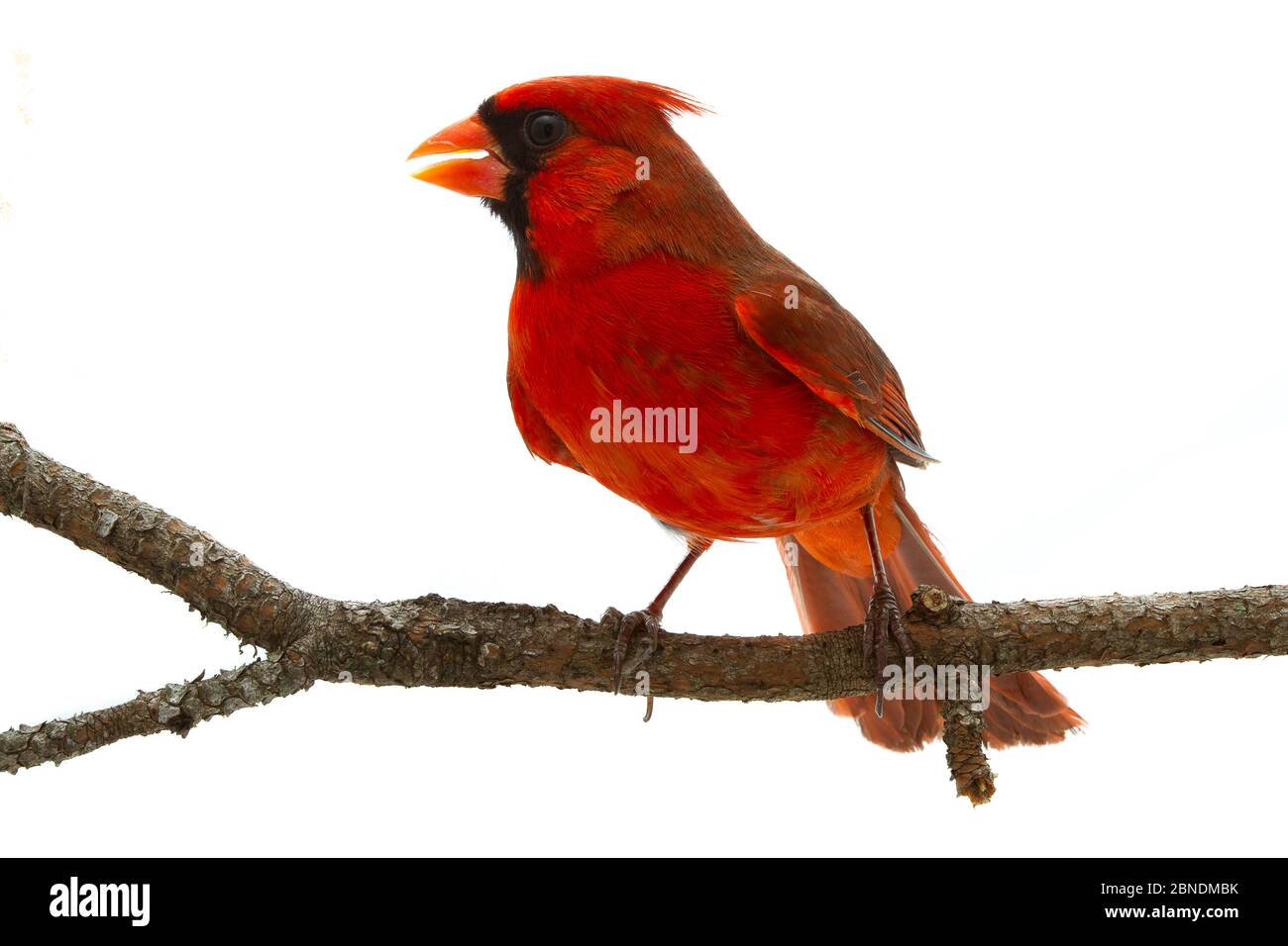 Northern cardinal (Cardinalis Cardinalis) maschio, Oxford, Mississippi, USA. Progetto Meetyourneighbors.net Foto Stock