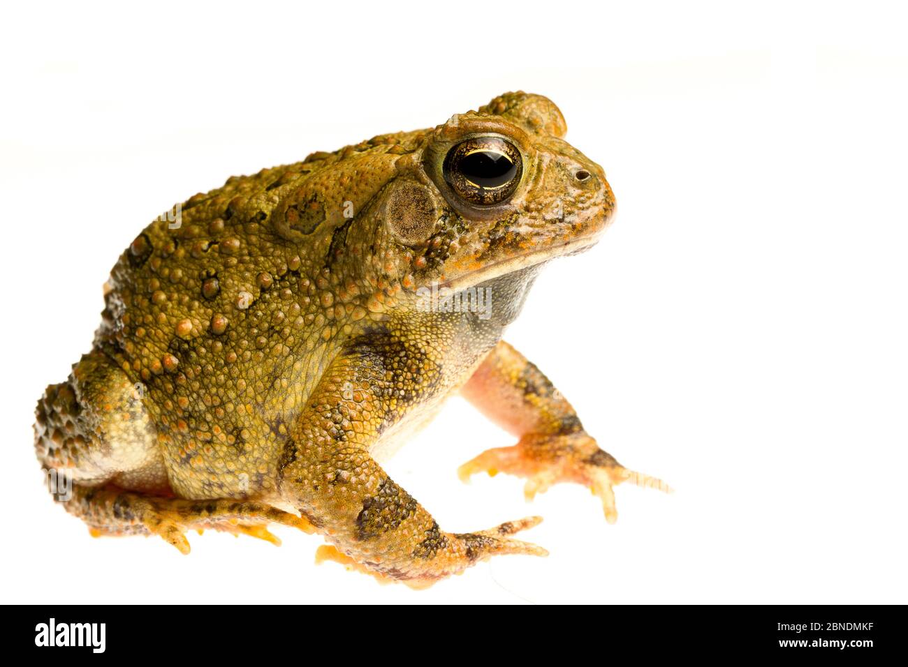 Togami americani (Bufo americanus) Oxford, Mississippi, Stati Uniti. Progetto Meetyourneighbors.net Foto Stock