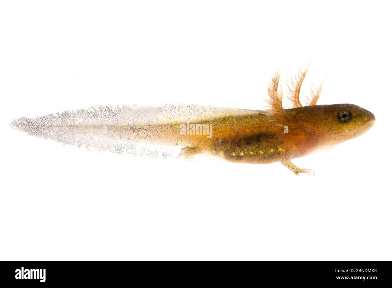 Salamander marmorizzato (Ambystoma opacum) larva, Oxford, Mississippi, USA, marzo. Progetto Meetyourneighbors.net Foto Stock