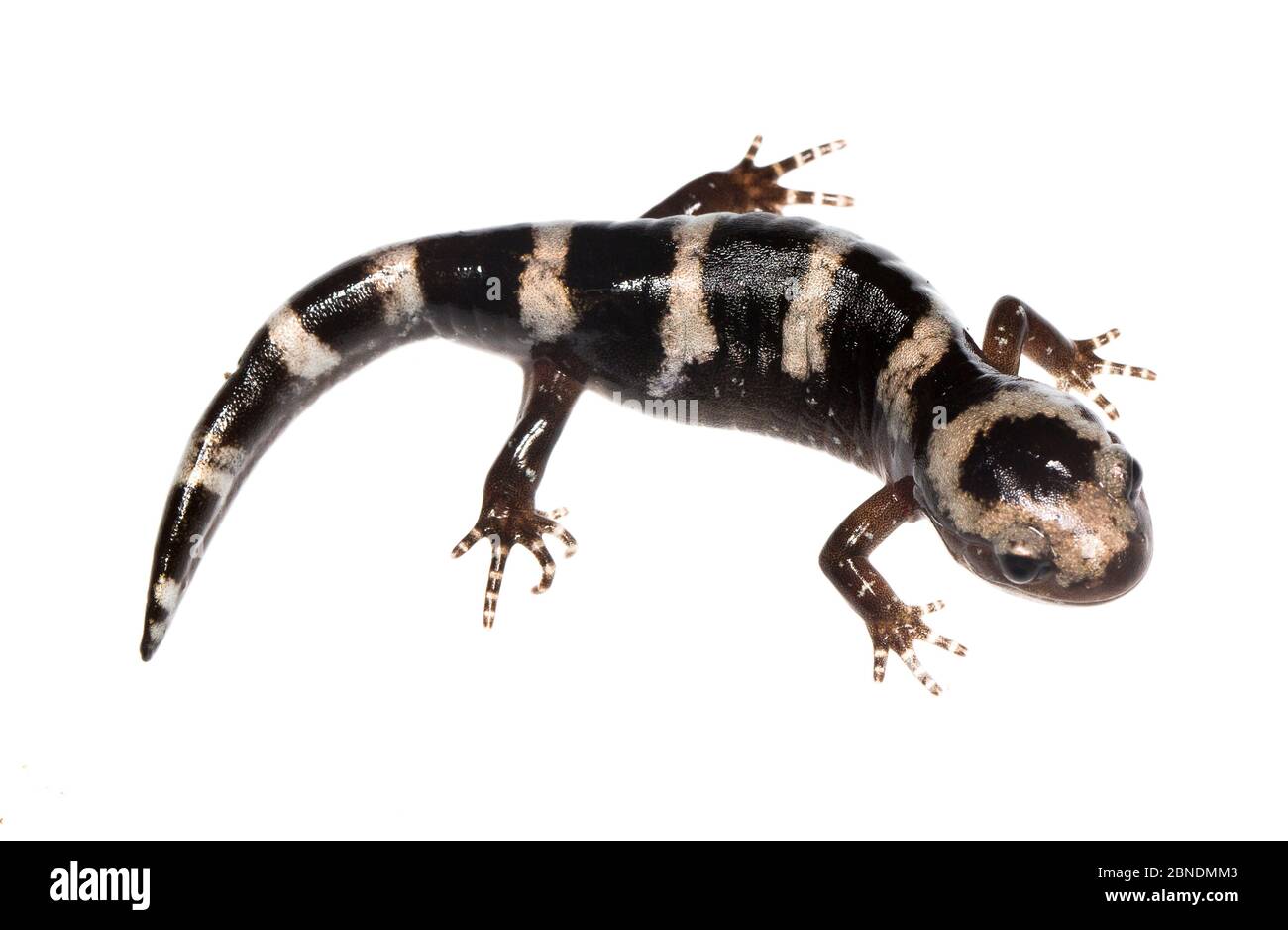 Salamander marmorizzato (Ambystoma opacum) Jackson, Mississippi, USA, febbraio. Progetto Meetyourneighbors.net Foto Stock