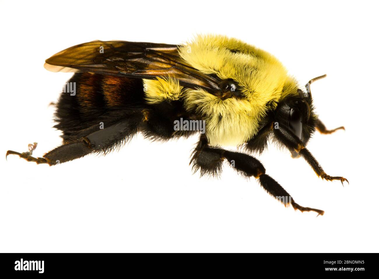 Bumblebee orientale comune (Bombus impaziens) Oxford, Mississippi, Stati Uniti, aprile. Progetto Meetyourneighbors.net Foto Stock