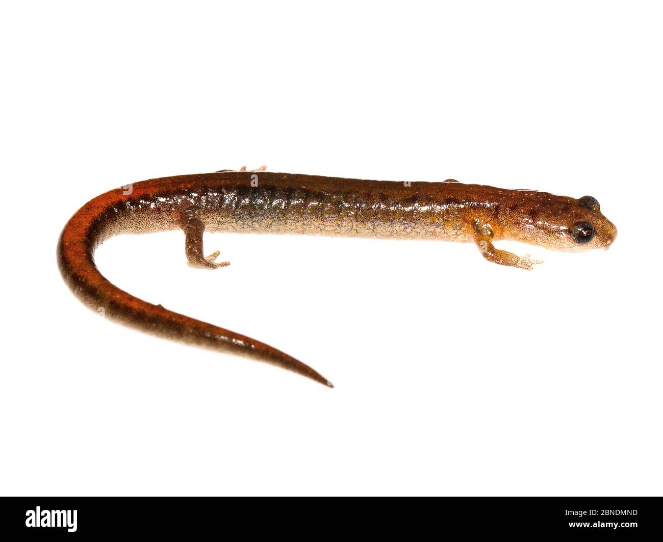 Il salamander di Webster (Plethodon websteri) Jackson, Mississippi, Stati Uniti. Febbraio. Progetto Meetyourneighbors.net Foto Stock