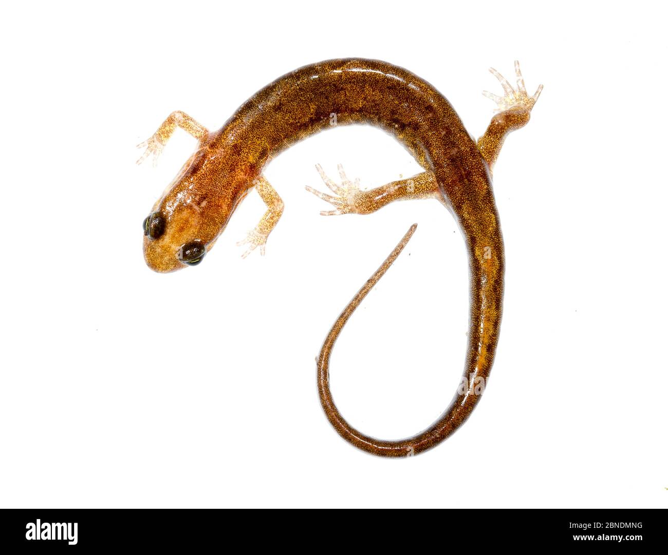 Alleghany montagna salamander crepato (Desmognathus ocrophaeus) Clark Creek, Tennessee, Stati Uniti. Marzo. Progetto Meetyourneighbors.net Foto Stock