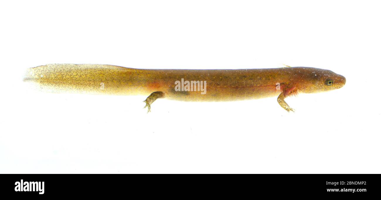 Fango salamander (Pseudotriton montanus) larva, Clark Creek Park, Tennessee, USA, marzo. Progetto Meetyourneighbors.net Foto Stock