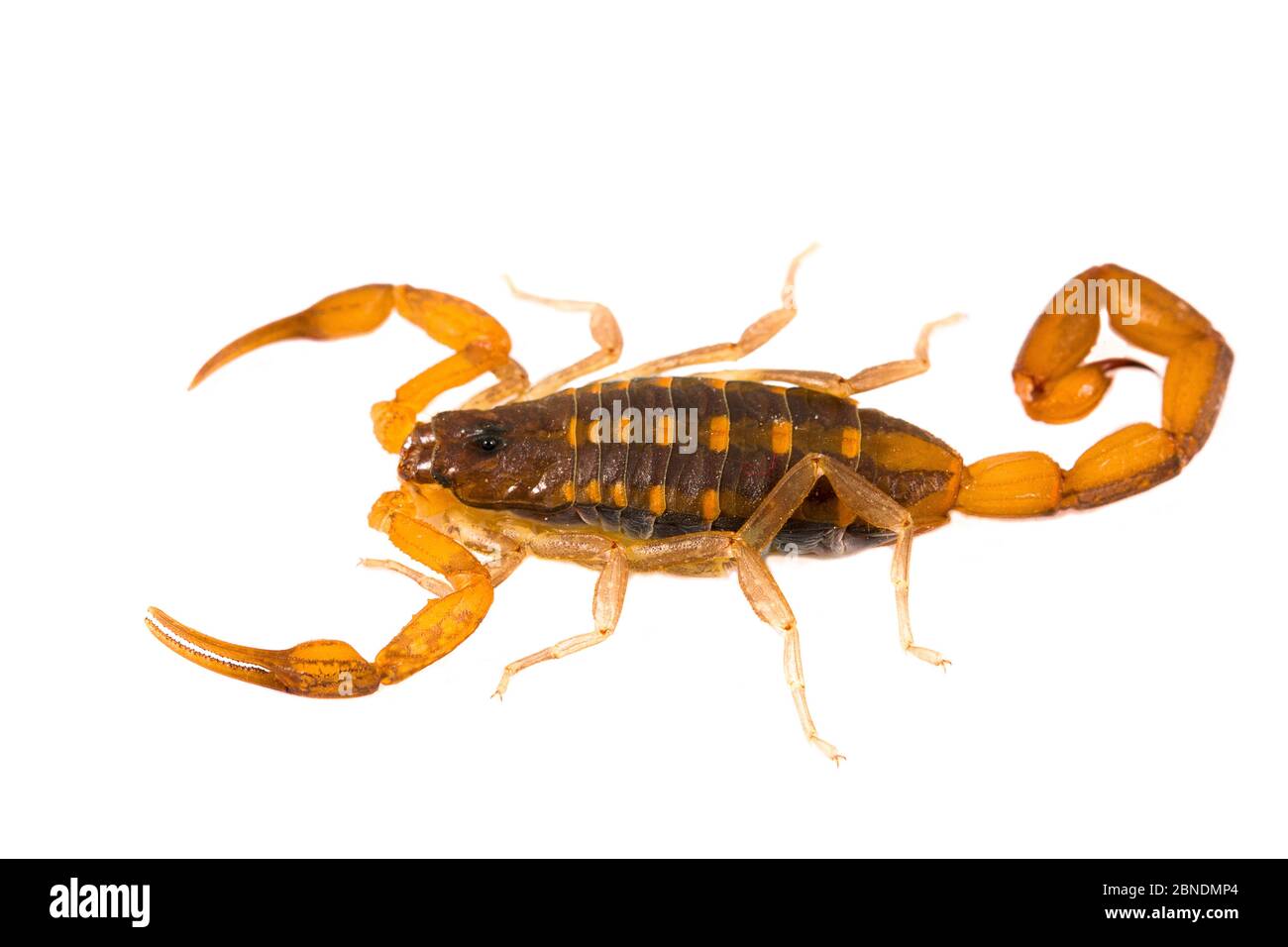 Bark Scorpion (Centruroides) Apalachicola National Forest, Florida, USA, settembre. Progetto Meetyourneighbors.net Foto Stock