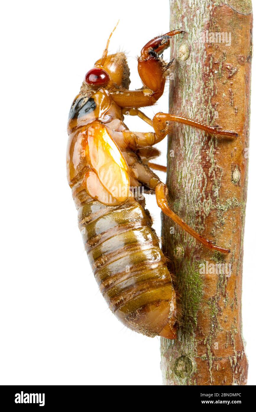 13 anni di cicada periodico (Magicicada tredecim) nymph, Oxford, Mississippi, USA, maggio. Progetto Meetyourneighbors.net Foto Stock