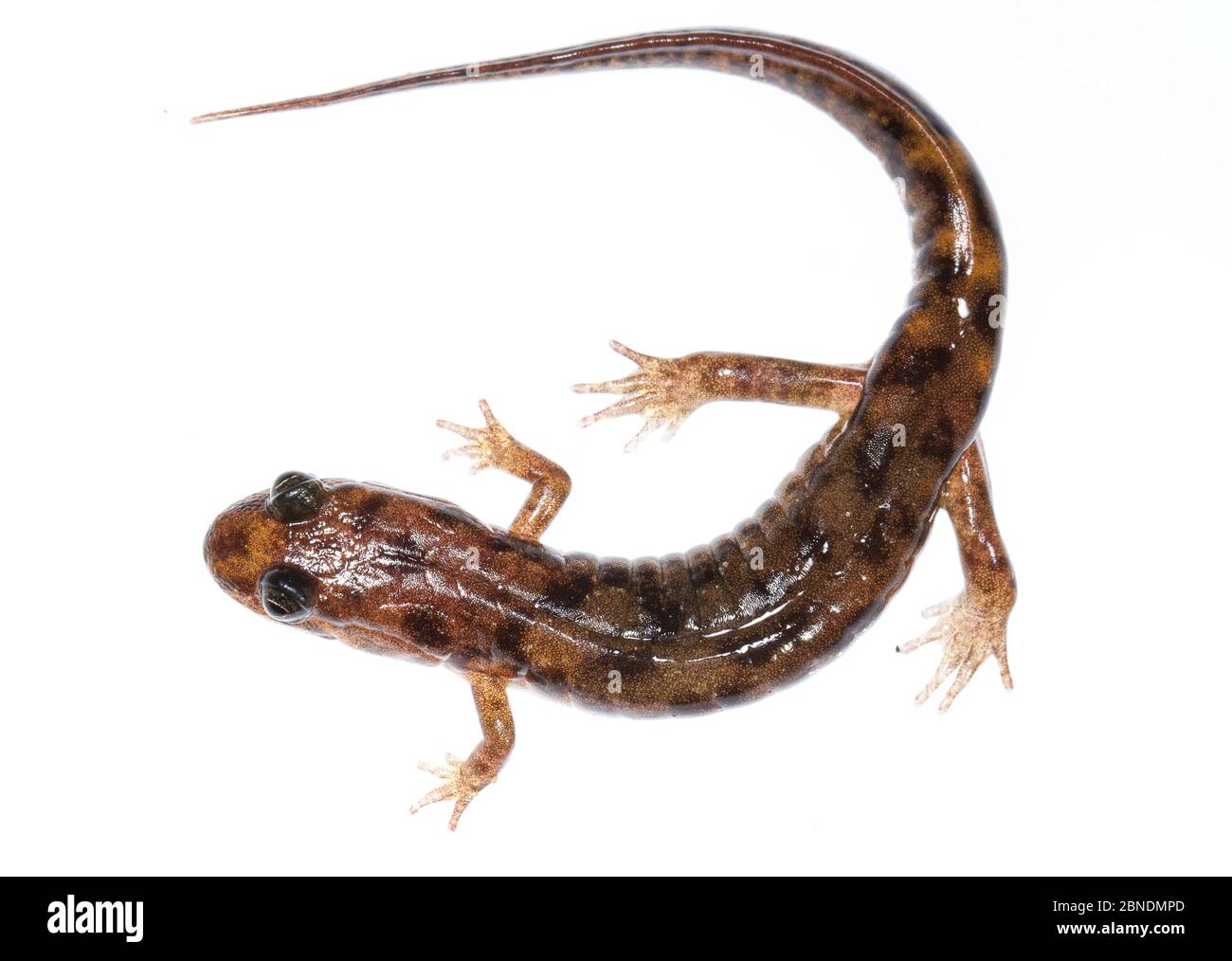Salamander di sigillo (Desmognathus monticola) Clark Creek, Tennessee, Stati Uniti. Marzo. Progetto Meetyourneighbors.net Foto Stock