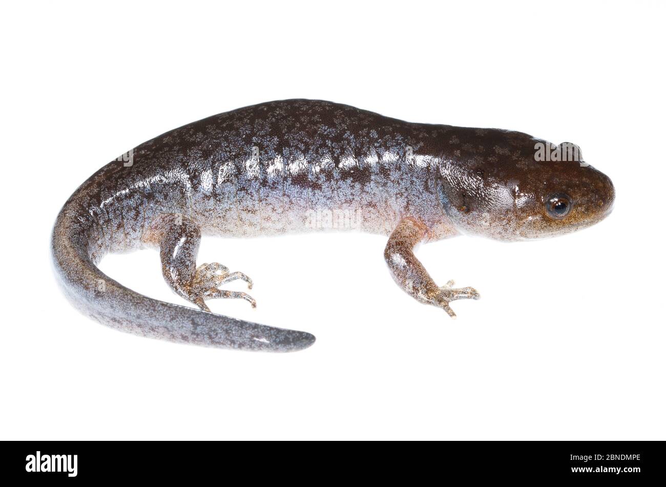 Mole Salamander (Ambystoma talpoideum) Oxford, Mississippi, Stati Uniti, marzo. Progetto Meetyourneighbors.net Foto Stock