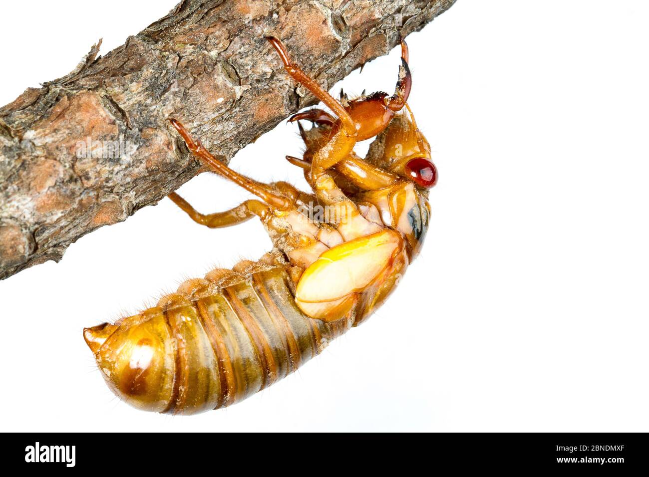 13 anni di cicada periodico (Magicicada tredecim) circa a molt, Oxford, Mississippi, Stati Uniti. Progetto Meetyourneighbors.net Foto Stock