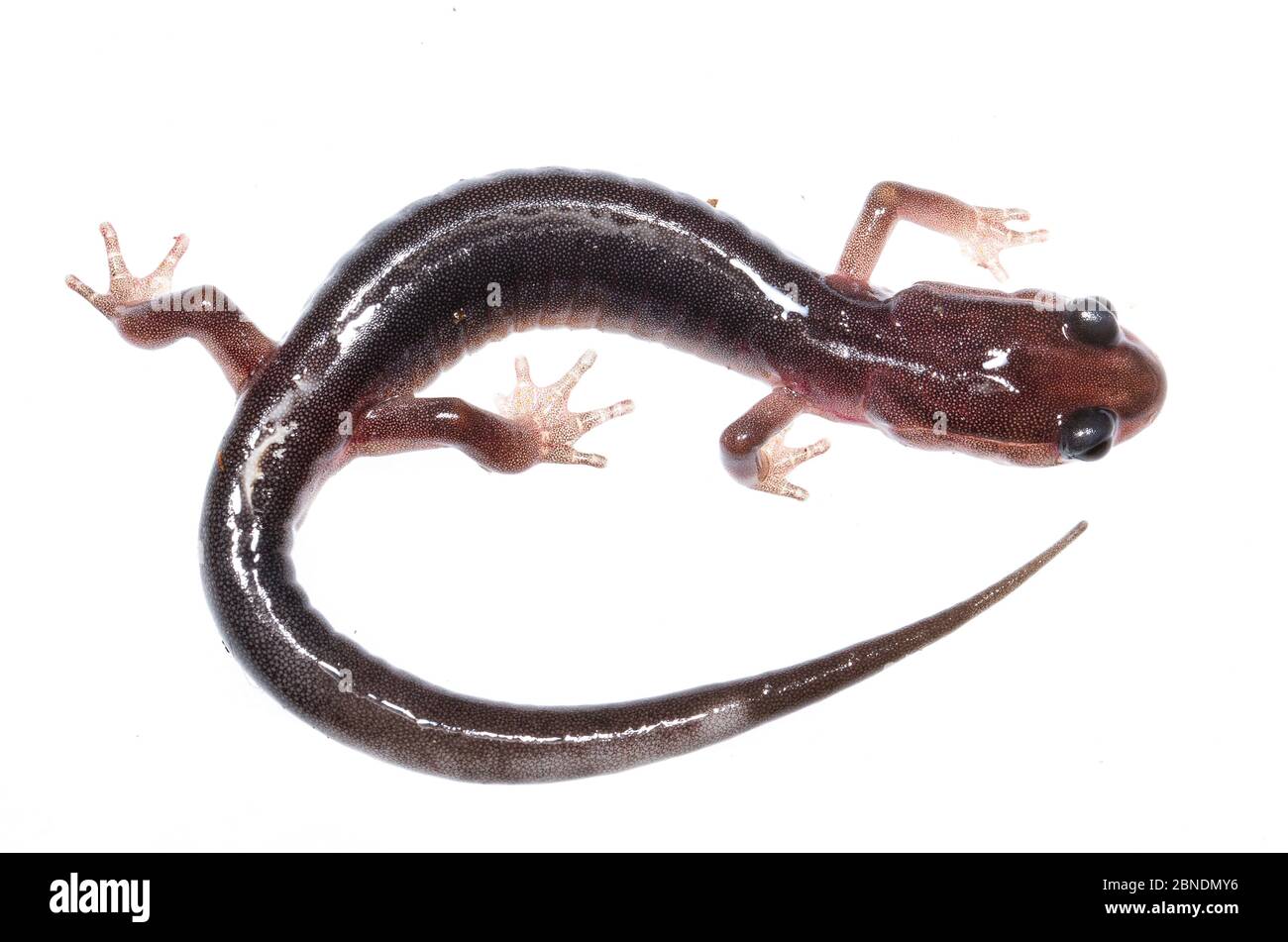 Salamander nord grigio-cheeked (Plethodon montanus) Mount Rogers National Recreation Area, Virginia, USA, maggio. Progetto Meetyourneighbors.net Foto Stock