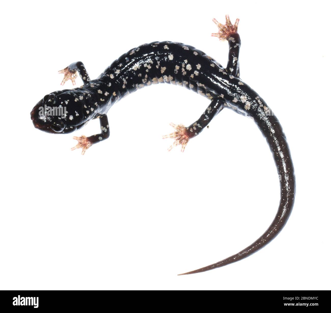 Salamander slimy settentrionale (Plethodon glutinosus) Clark's Creek, Tennessee, Stati Uniti. Maggio. Progetto Meetyourneighbors.net Foto Stock