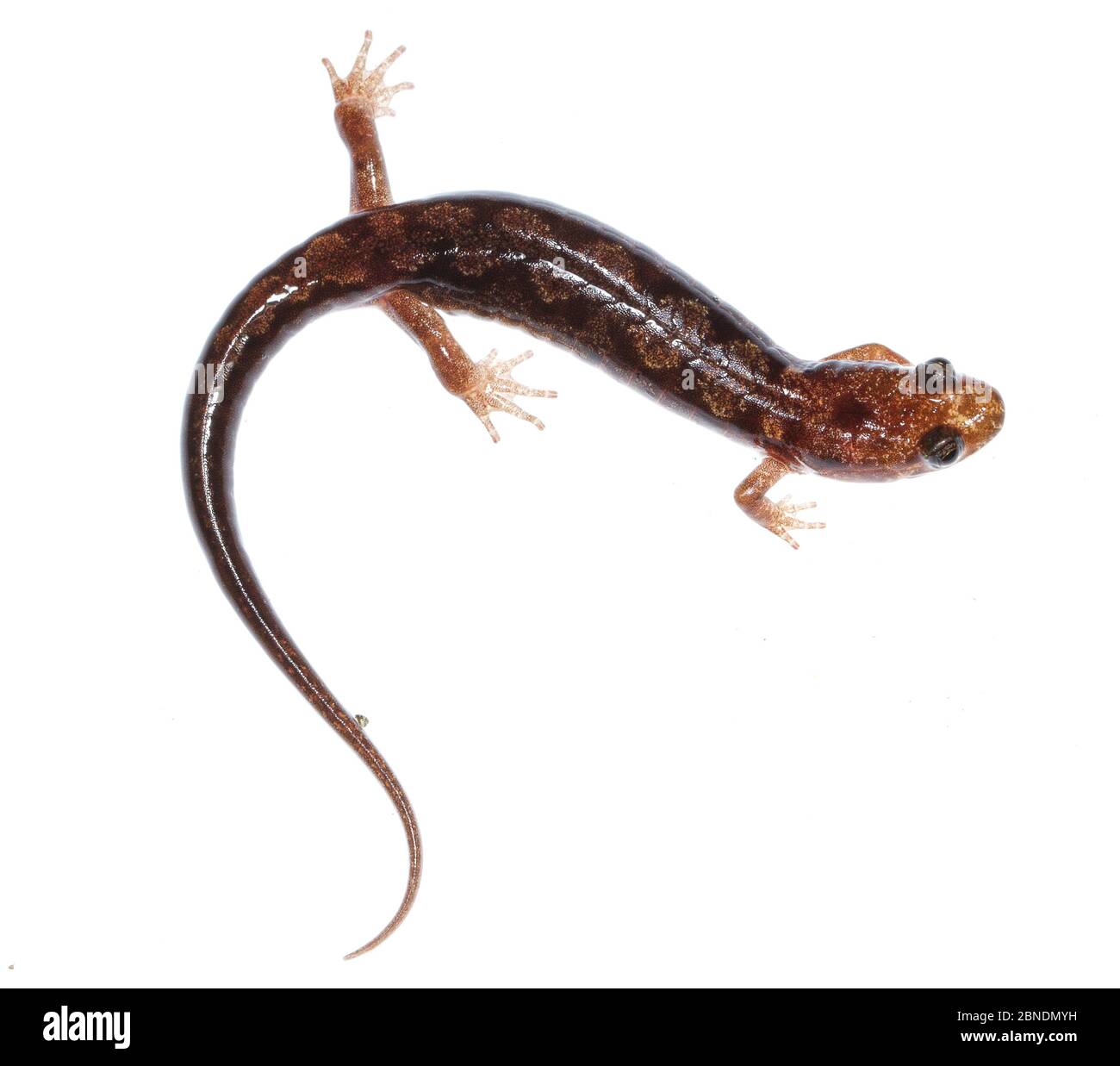 Salamander di Ocoee (Desmosnathus ocoee) il parco nazionale delle Great Smoky Mountains, Carolina del Nord, Stati Uniti, maggio. Progetto Meetyourneighbors.net Foto Stock