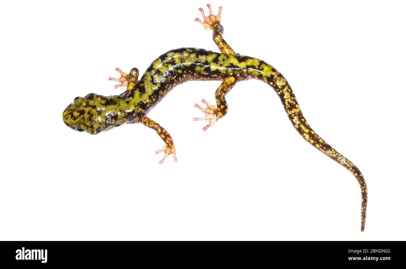 Salamander verde (Aneides aeneus) Tishomingo, Mississippi, Stati Uniti, maggio. Progetto Meetyourneighbors.net Foto Stock