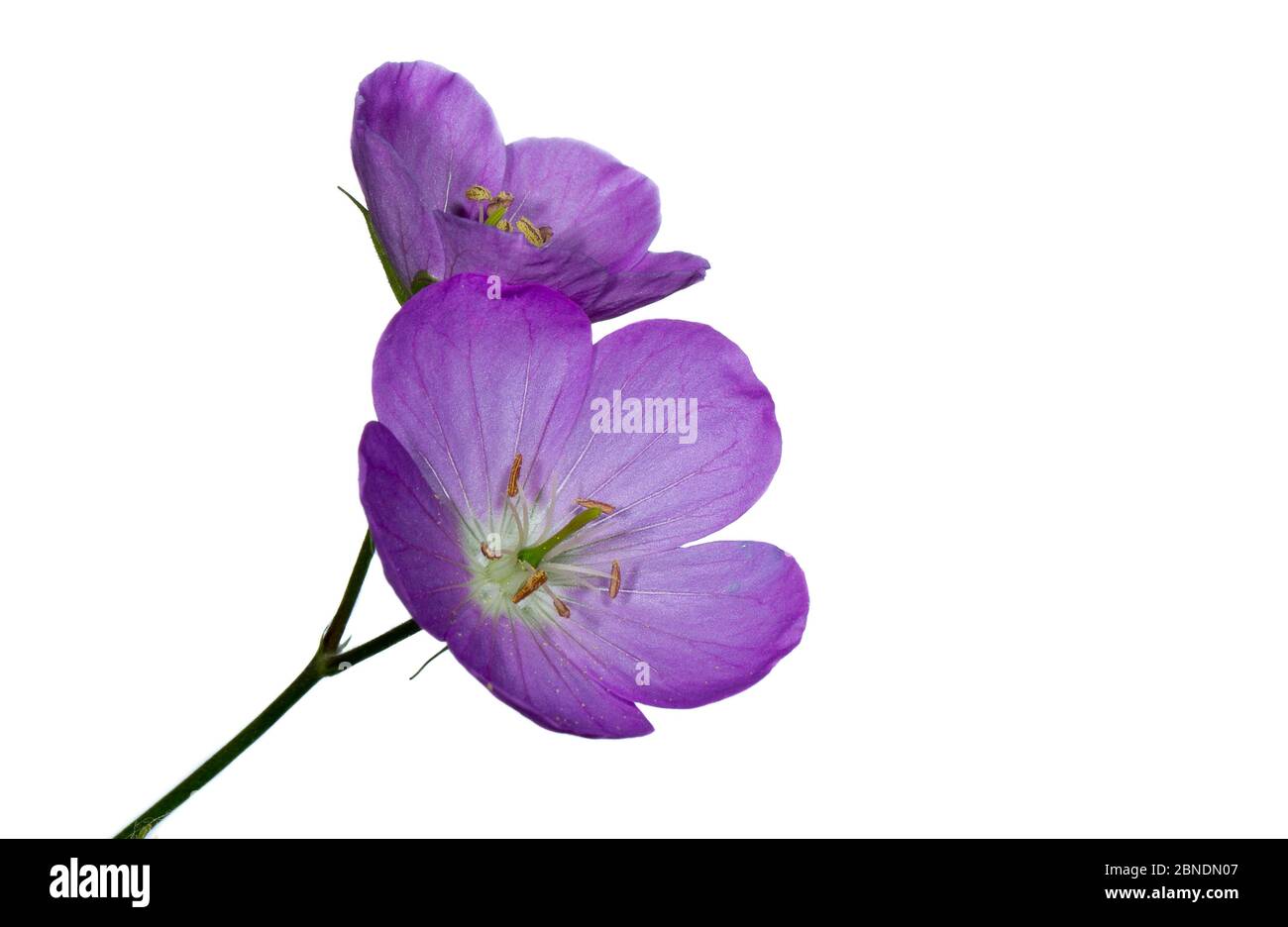 Fiori di geranio selvatico (geranio maculatum), Wolf Lake, Michigan, USA, maggio. Progetto Meetyourneighbors.net Foto Stock