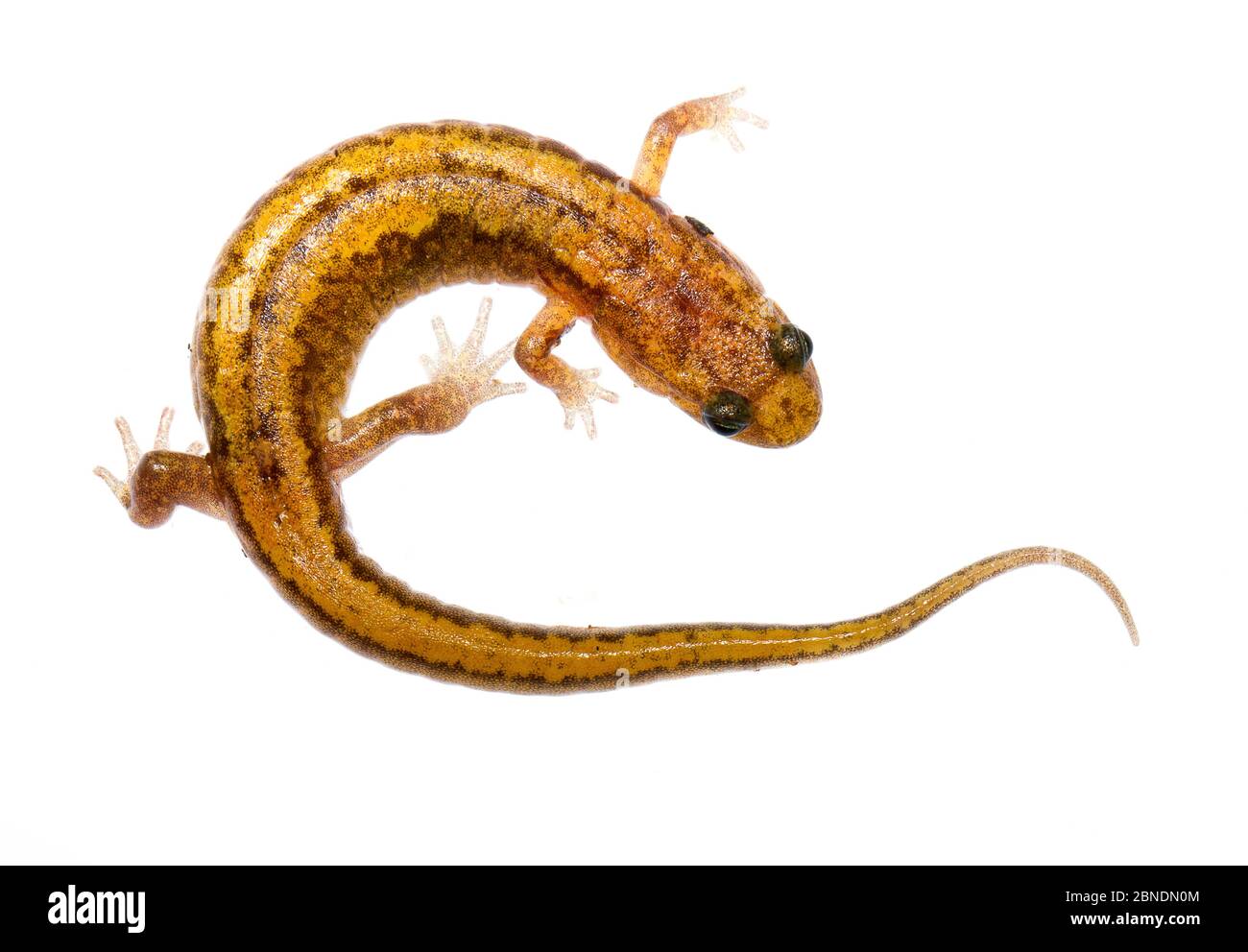 Blue Ridge Dusky Salamander (Desmognathus orestes) Mount Rogers National Recreation Area, Virginia, USA, maggio. Progetto Meetyourneighbors.net Foto Stock