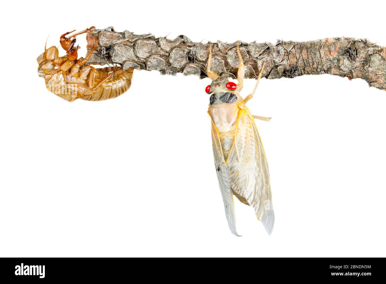 13 anni di cicada periodico (Magicicada tredecim) con capannone esoscheletro, Oxford, Mississippi, USA. Maggio. Progetto Meetyourneighbors.net Foto Stock