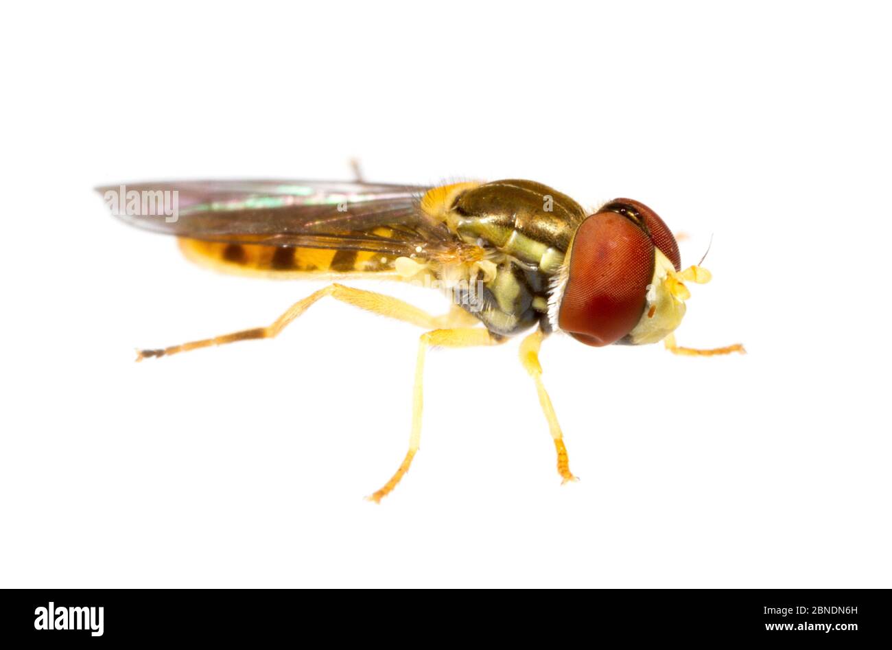 Hoverfly (Syrphidae) progetto Oxford, Mississippi Meetyourneighbors.net Foto Stock
