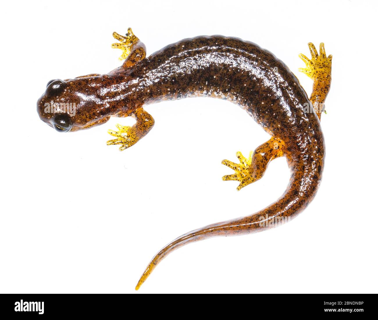 Cascata torrent salamander (Rhyacotriton cascadae) Oregon, Stati Uniti. Progetto Meetyourneighbors.net Foto Stock