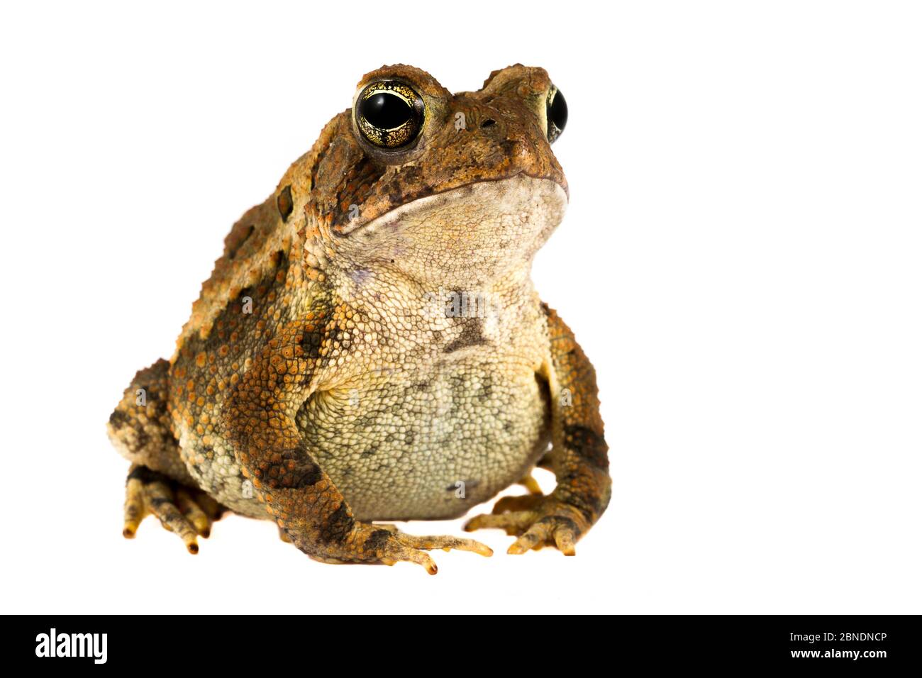 Togami americani (Bufo americanus) Oxford, Mississippi, USA, maggio. Progetto Meetyourneighbors.net Foto Stock