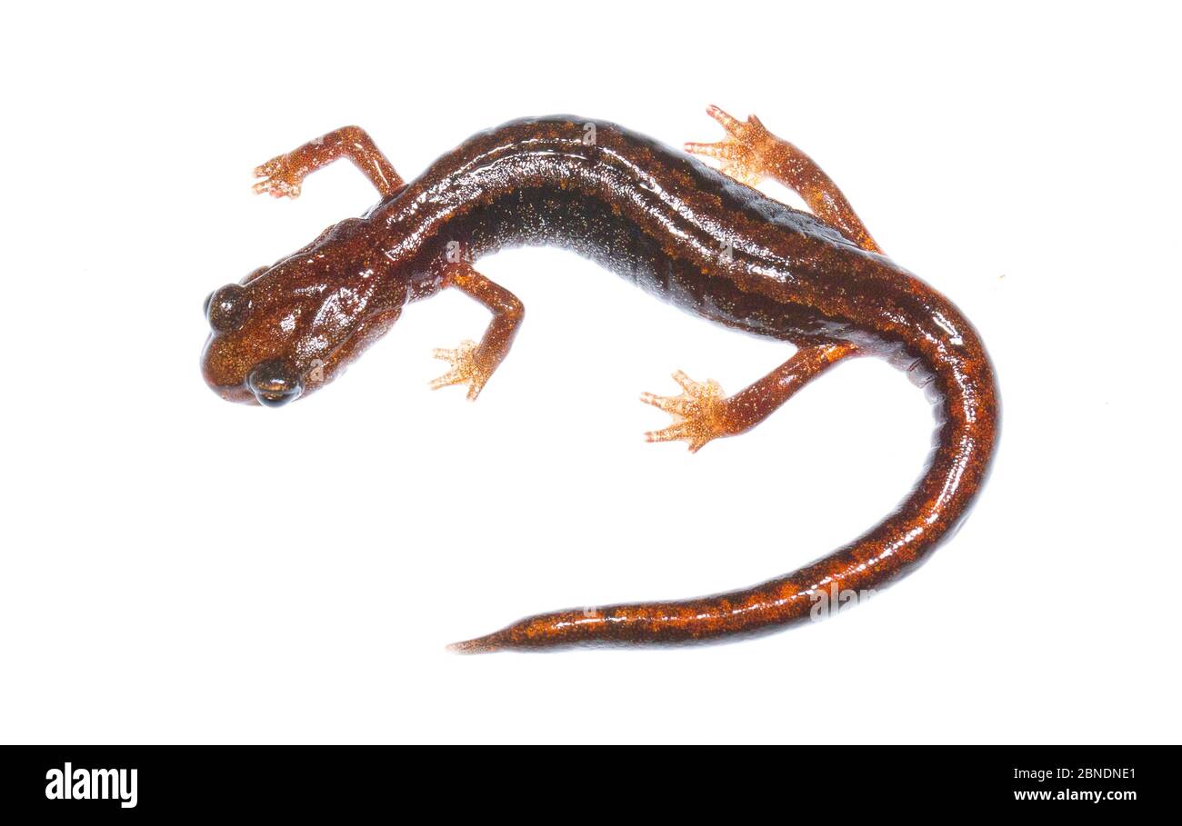 Larice salamander di montagna (Plethodon larselli) Oregon, Stati Uniti. Progetto Meetyourneighbors.net Foto Stock