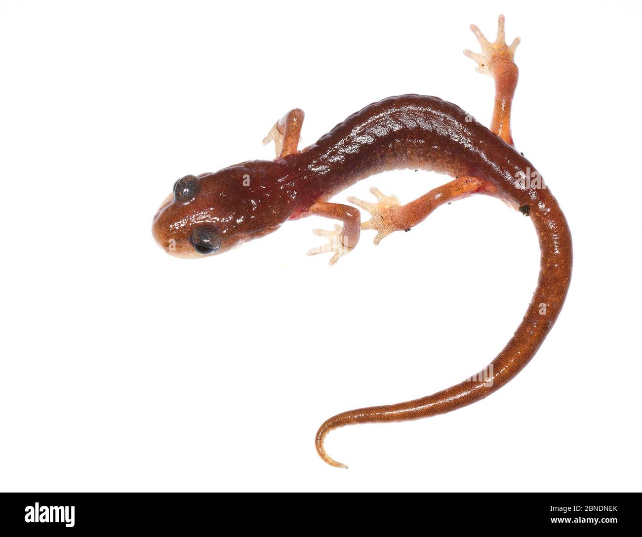 Oregon ensatina salamander (Ensatina eschscholtzii oregonensis) Oregon, Stati Uniti. Progetto Meetyourneighbors.net Foto Stock
