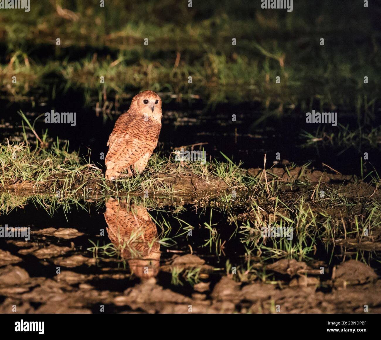 Gufo da pesca di Pel (Scotopelia peli) illuminato di notte dai fari del veicolo, Parco Nazionale di Luangwa Sud, Zambia Foto Stock