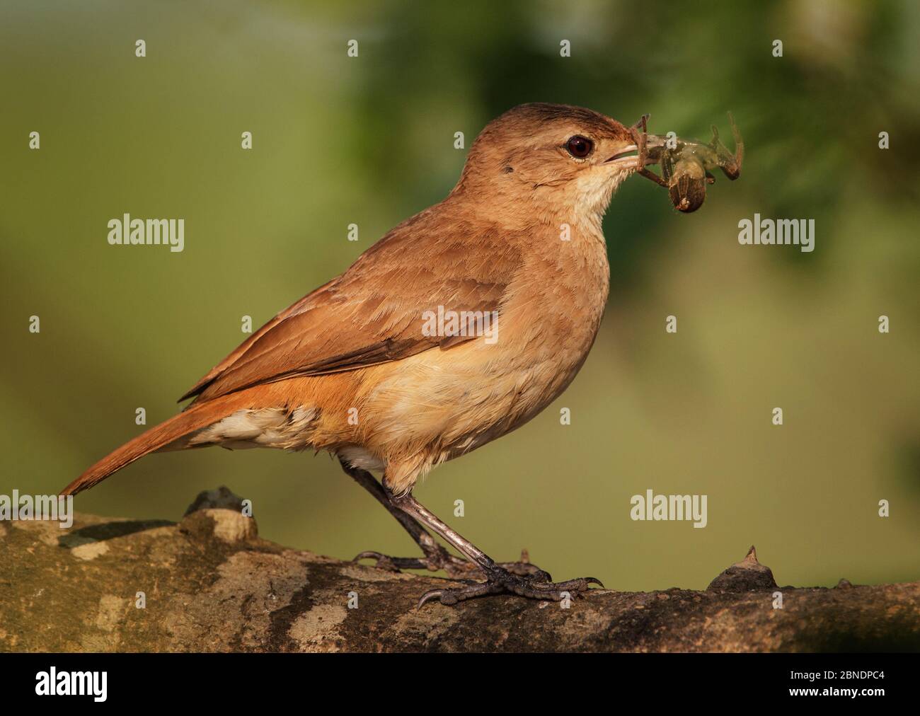 Rufous Hornero / Ovenbird (Furnarius rufus) con preda, Pantanal, Brasile Foto Stock
