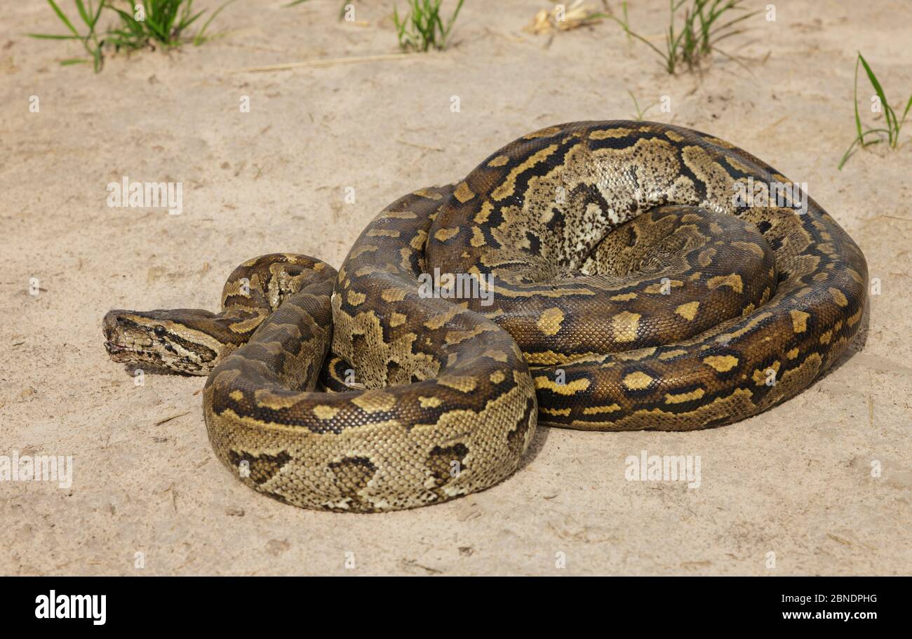 Afro Rock python (Python sebae) avvolto a terra, Savuti, Botswana Foto Stock