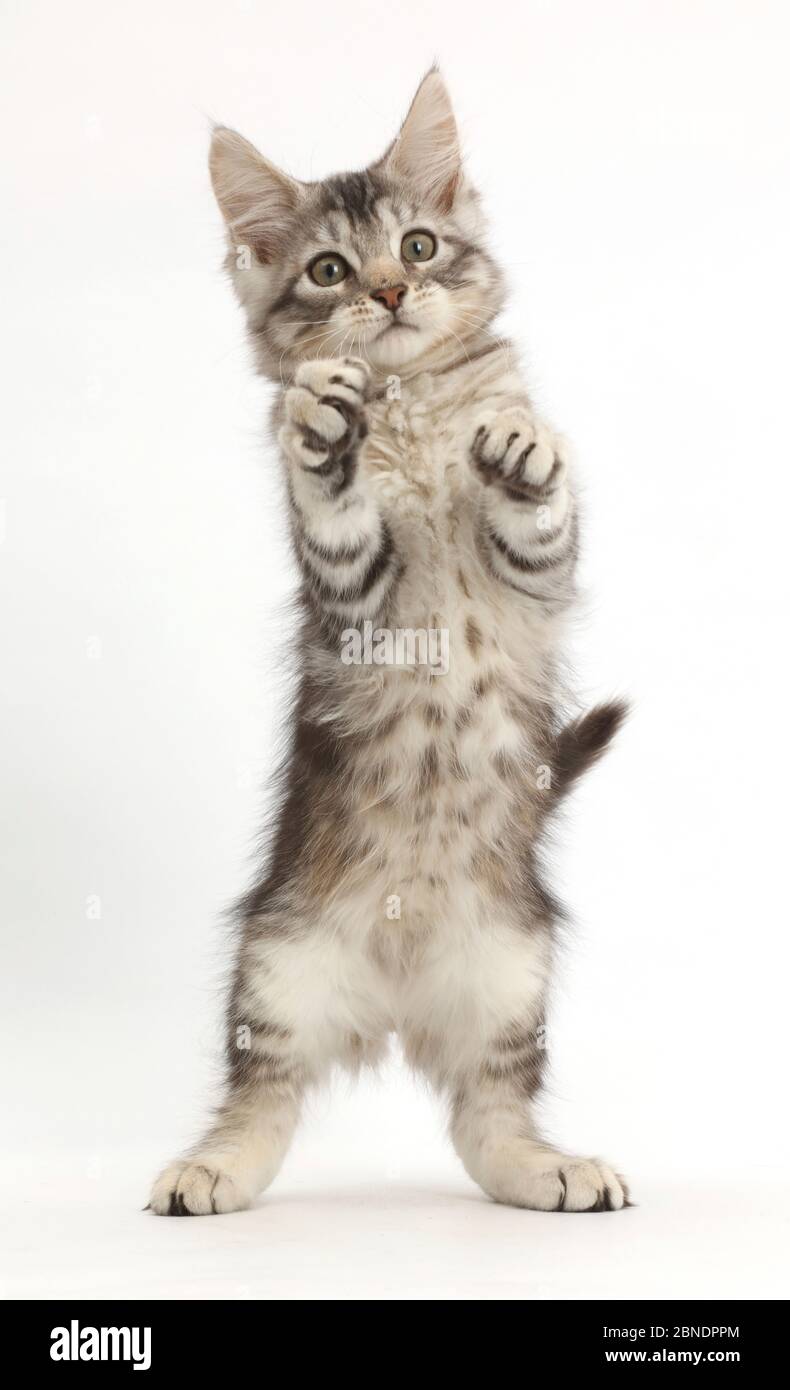 Silver tabby kitten, Loki, 11 settimane, in piedi sulle sue zampe posteriori. Foto Stock