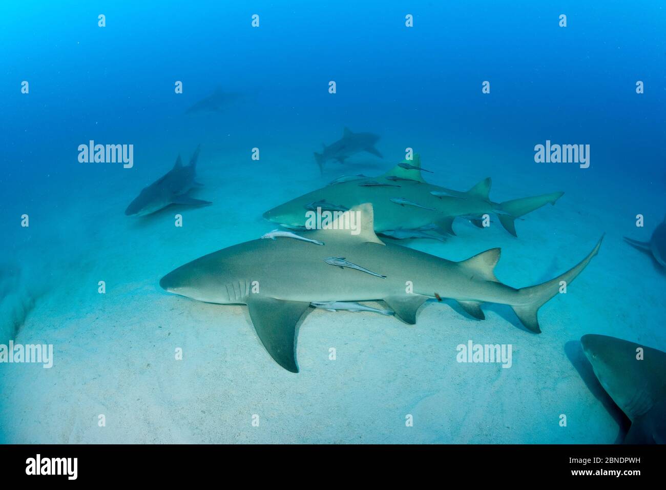 Squali di limone (Negaprion brevirostris) con le osservazioni di accompagnamento, Bahamas settentrionale, Mar dei Caraibi, Oceano Atlantico Foto Stock