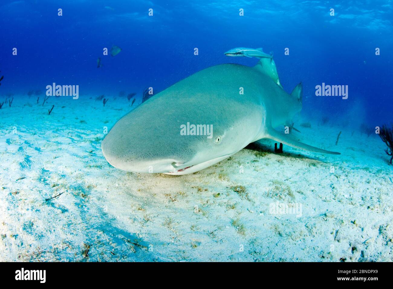 Squalo di limone (Negaprion brevirostris) con Remoras di accompagnamento, Bahamas del Nord, Mar dei Caraibi, Oceano Atlantico Foto Stock