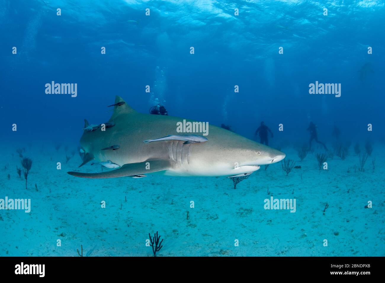 Squalo di limone (Negaprion brevirostris) con Remoras di accompagnamento guardato da subacquei, Bahamas del Nord, Mar dei Caraibi, Oceano Atlantico. Marzo 2009. Foto Stock