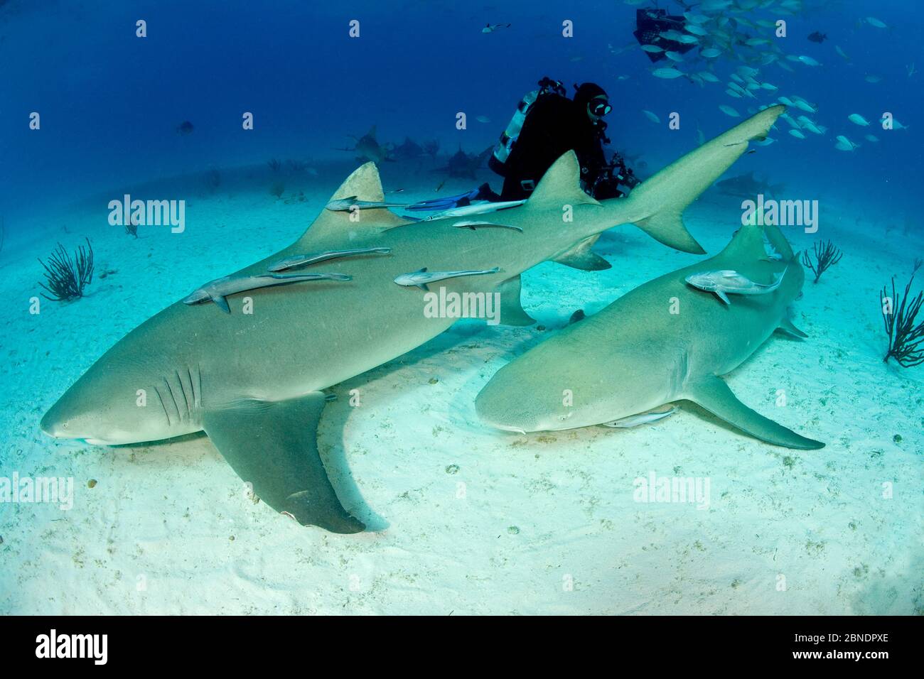 Squali di limone (Negaprion brevirostris) con ricordi, con subacquei Bahamas settentrionale, Mar dei Caraibi, Oceano Atlantico. Marzo 2009. Foto Stock