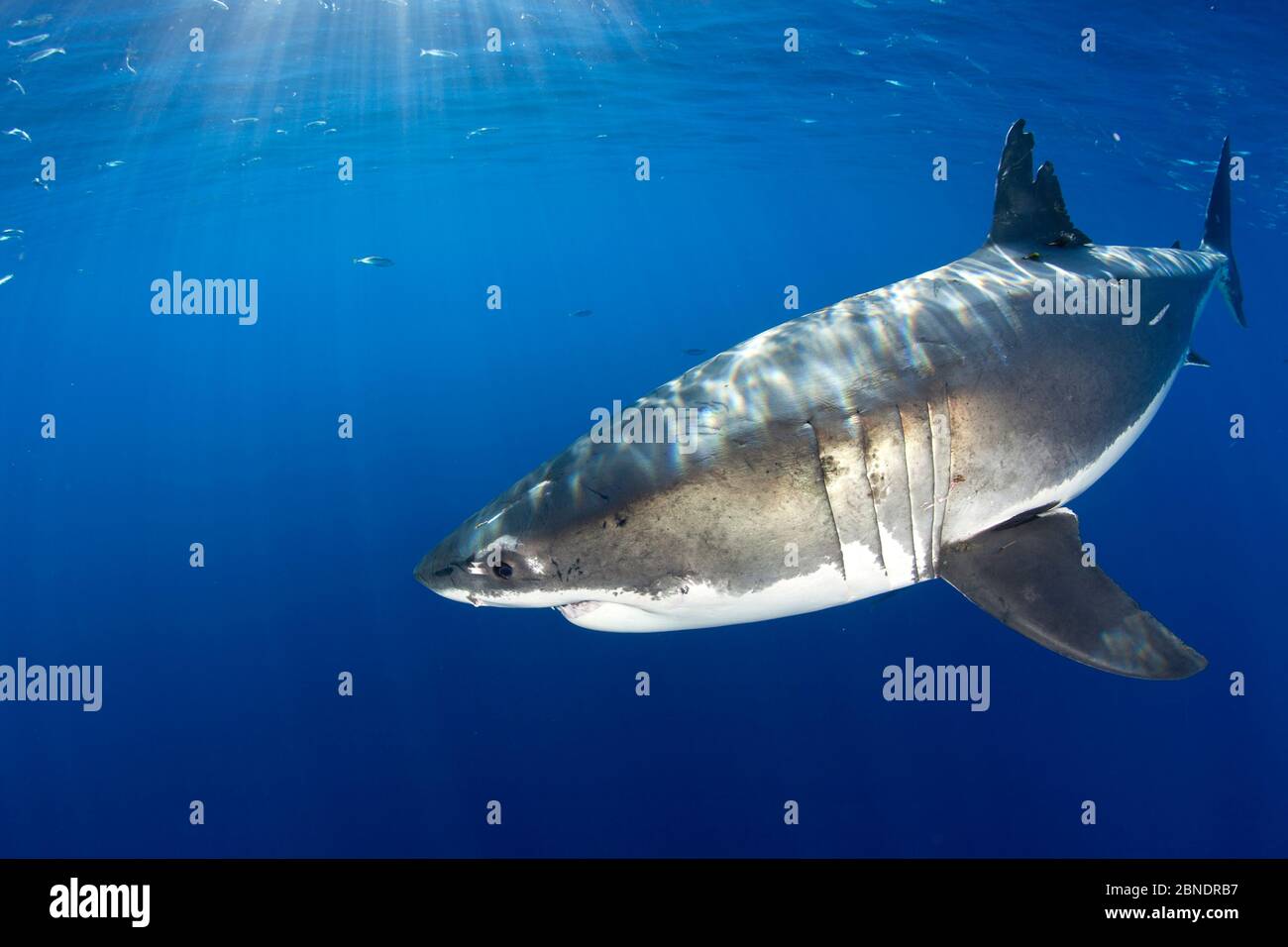 Grande squalo bianco (Carcharodon carcharias) Isola di Guadalupe, Messico, Oceano Pacifico. Foto Stock